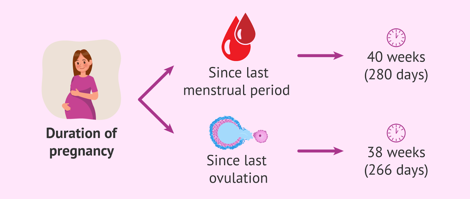 EDD Pregnancy Calculator 